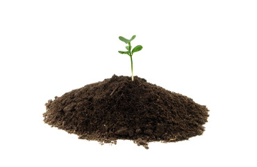 small green plant