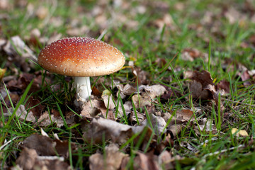 amanita tue-mouches
