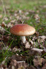 amanita tue-mouches