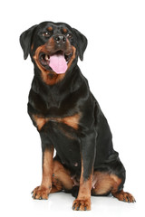 Obraz premium Rottweiler sits on a white background