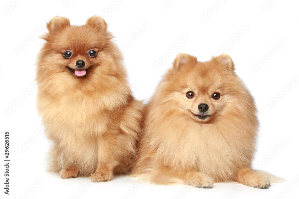 Poster two spitz puppies on a white background