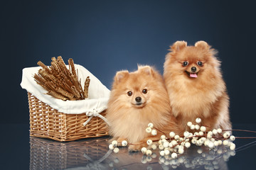 Two Spitz funny puppies with wicker basket