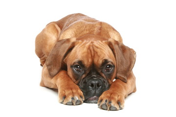 German Boxer puppy (5 month) lying on a white background