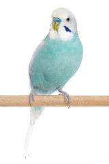 Budgerigar sitting on a perch