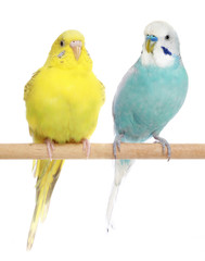 Two Budgie sit on a perch