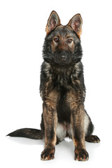 German Shepherd puppy sitting on a white background