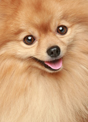 Spitz puppy close-up portrait