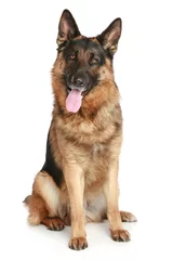 Cercles muraux Chien German Shepherd dog sitting on a white background