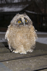 Long-eared owl (Asio otus) chick