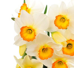 narcissuses