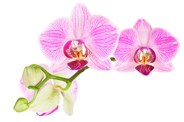 Blooming pink orchid plant isolated on white background