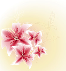 Obraz premium Lily / Romantic background / realistic sketch (not auto-traced)