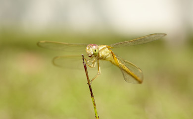 Libelle / dragonfly