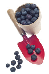 Blueberry Harvest