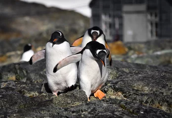 Wandcirkels aluminium penguins in Antarctica © Goinyk