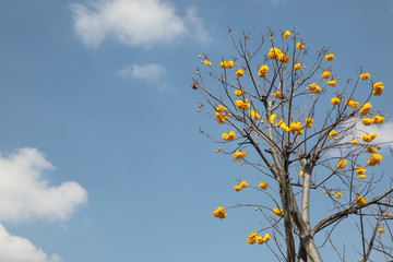 Also known as Yellow Cotton Tree or Mart&Schrank