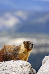 Marmot Overlooking Yosemite Valley, CA