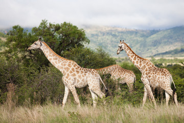 Giraffe
