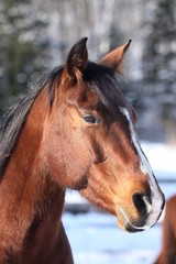 Obraz na płótnie Canvas profil de cheval