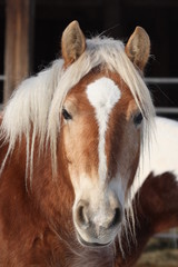 Obraz premium criniere blonde