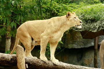 Femal lion stand on a log in forest background