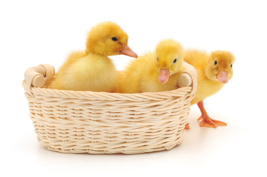 Ducklings in a basket.