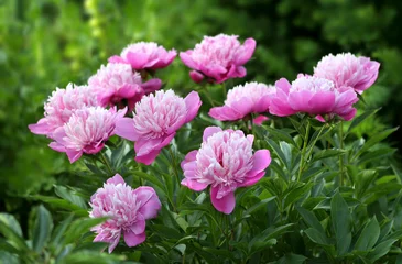 Fototapete Pfingstrosen Pfingstrosen  © farbkombinat