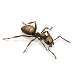 mrówka czerwona - obrazy, fototapety, plakaty