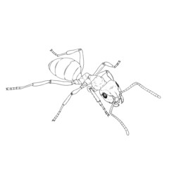 mrówka kontur - obrazy, fototapety, plakaty