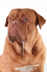Dog of Dogue De Bordeaux breed with slobber looking aside
