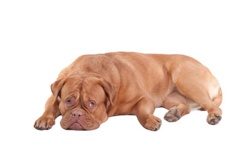 Lovely puppy of Dogue De Bordeaux breed is missing her master