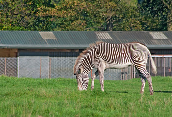 Fototapeta na wymiar Grevy's zebra grazes