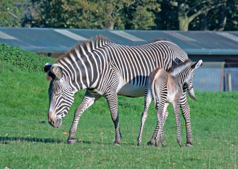 Fototapeta na wymiar Zebra Grevy'ego ze ¼rebakiem
