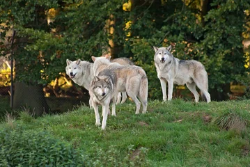 Cercles muraux Loup Meute de loups (C. Lupus)