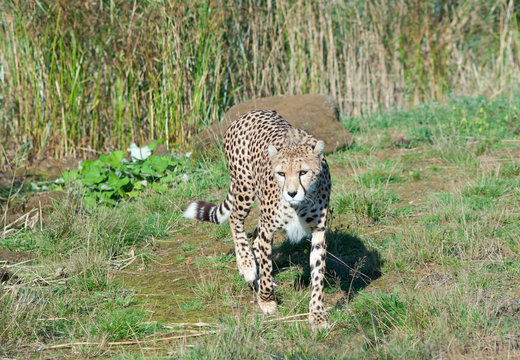 Cheetah (A. Jubatus) walks