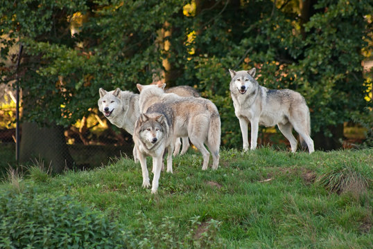Wolf (C. Lupus) pack