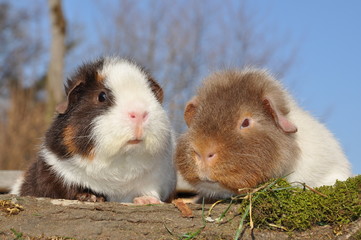 Cochon d'Inde US Teddy en couple