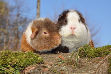 Cochon d'Inde US Teddy tricolore en couple