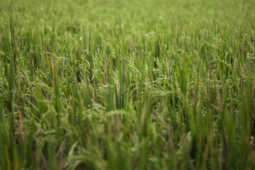background of green leaves and grass