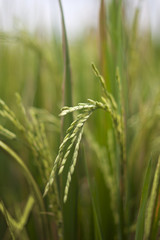 background of green leaves and grass