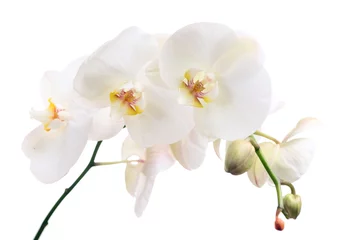Schapenvacht deken met patroon Orchidee orchidee