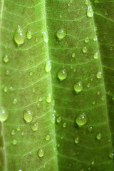 gros plan sur feuille de cannelle