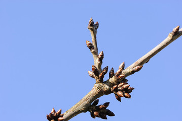 alle knospen springen auf 3