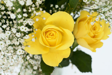 yellow rose