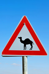Road Sign - Beware Camel Crossing