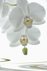Phalenopsis weiß
