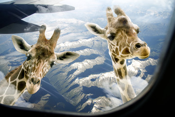 Fototapeta premium Hallo zwei Giraffen