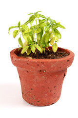 Fresh Basil in pot