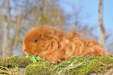 Cochon d'Inde Texel rouge (fauve)