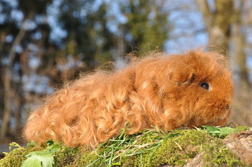 Cochon d'Inde Texel rouge (fauve)